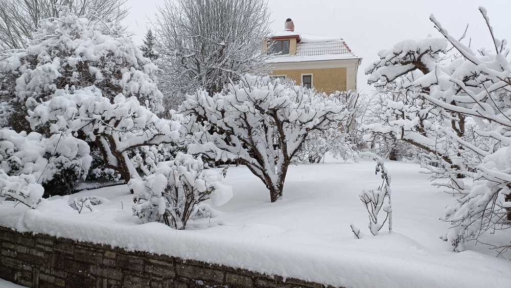 januarisnö